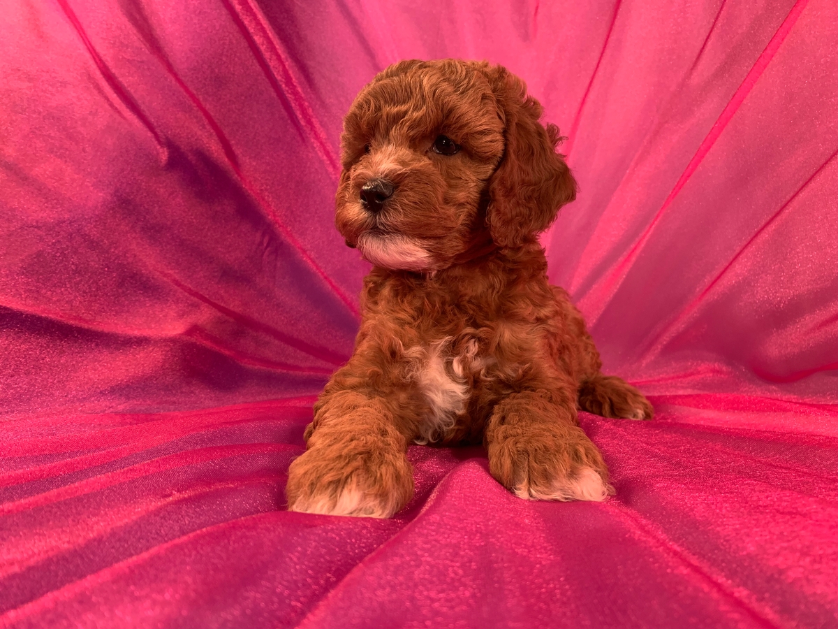 Dark Red F1 Male Cockapoo Puppy For Sale DOD 2021-9-22 $1200